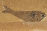Two Jurassic Fossil Fish (Hulettia) - Wyoming #188845-1